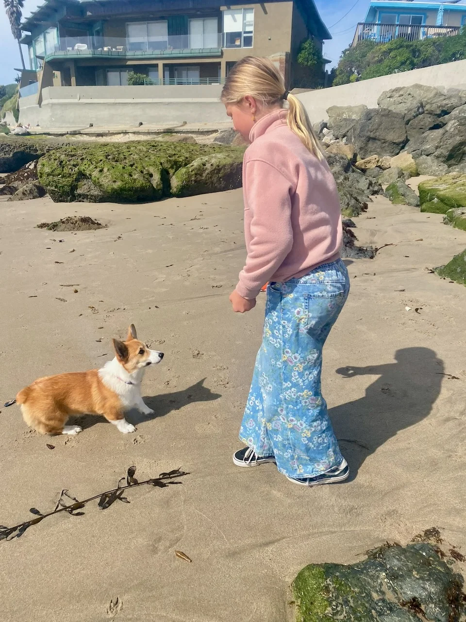 Ivy giving a corgi her attention on the beach